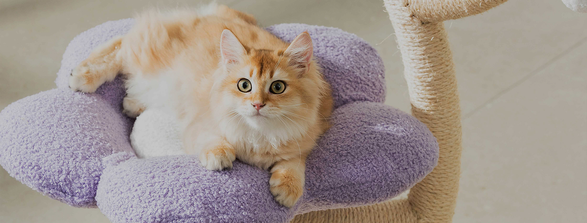 Kedi Ağacı Üreticisi